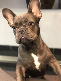 Close-up of dog looking at home