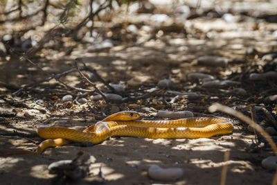 Close-up of snake