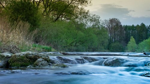 Scenic view of waterfall in forest