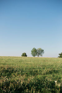 Scenic view of field against clear sky