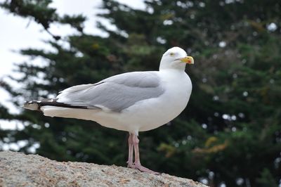 Close-up of seagull perching on a wall