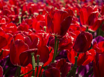 Close-up of red tulips