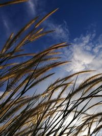 Low angle view of stalks against blue sky