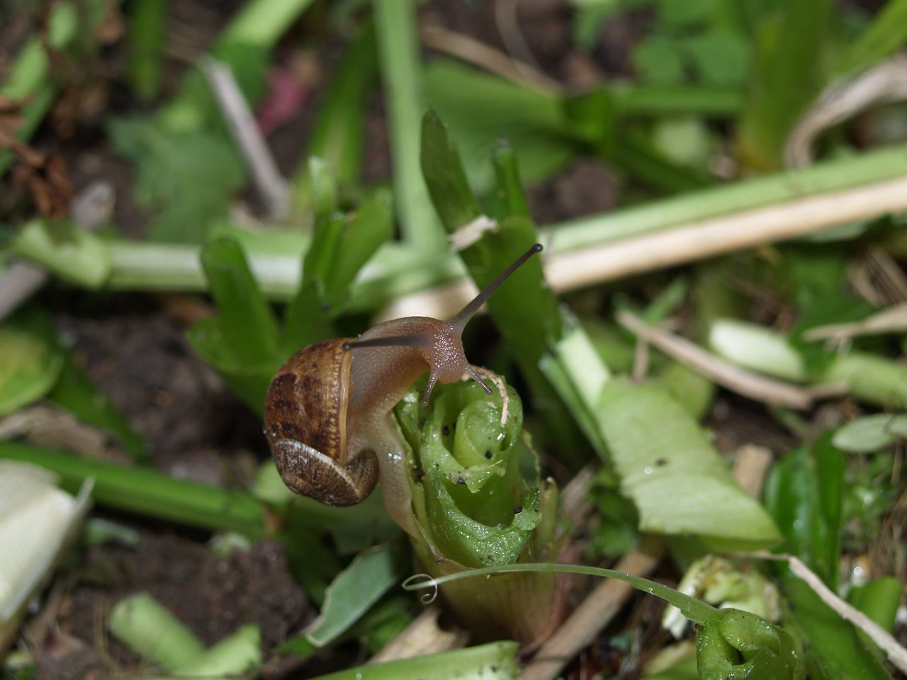 CLOSE-UP OF SNAILS ON PLANT
