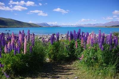 Scenic view of flowering plants on land against sky