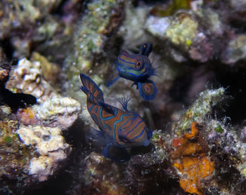 Mandarinfish hiding in the broken coral on malapascua island, philippines