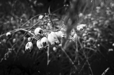 Close up of flowers blooming in field