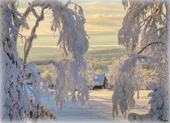 Snow covered land and trees during sunset