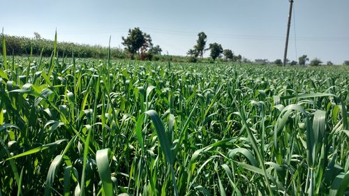 Crops growing on field against sky