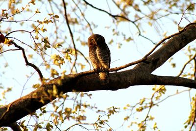 Low angle view of bird perching on branch