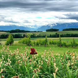 Scenic view of flowering plants on field against sky