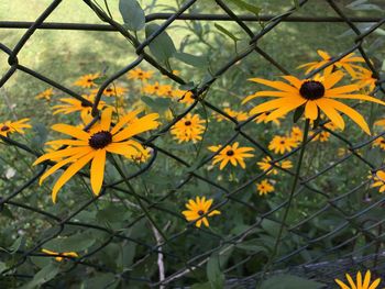 Close-up of yellow flowers blooming outdoors