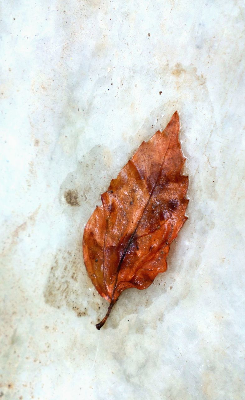 CLOSE UP LEAF