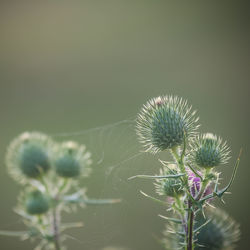 Close-up of thistle on plant