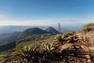 View of cactus plants against cloudy sky