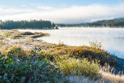 Frosty grass besides still lake