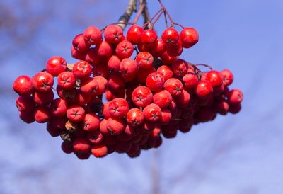 Red berries growing on plant