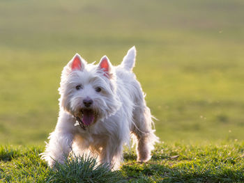 Close-up portrait of a dog on grassland