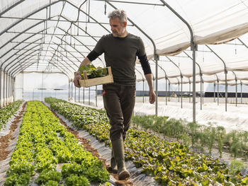 Male farmer looking at grown lettuce while carrying crate at greenhouse