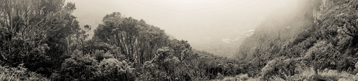 Close-up of wet plants against sky