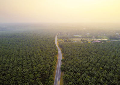 Aerial view green palm plantation