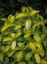 Full frame shot of green plant