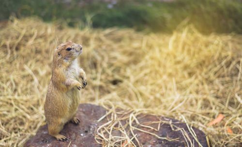 Prairie dog standing on rock