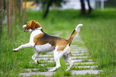 Full length of a dog on field