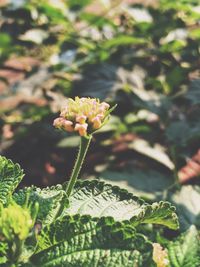 Close-up of flowering plant