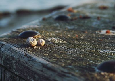 Close-up of snail on wood