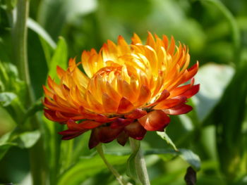 Close-up of orange flower