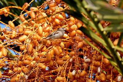 Wild sparrows eating date fruits on a palm tree