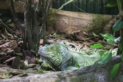 Close-up of a lizard on a field