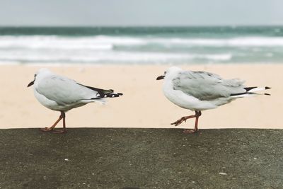 Seagulls perching on beach