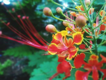 Close-up of red flowers