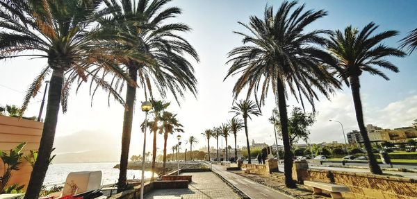 Palm trees by swimming pool against sky