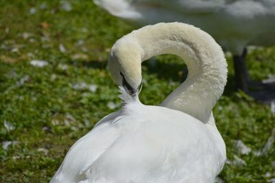 Close-up of white bird