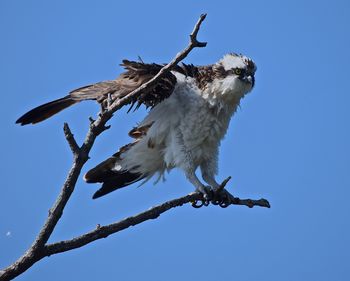 Low angle view of osprey perching on branch against clear sky
