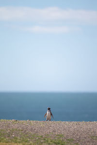 Penguin at beach against sky