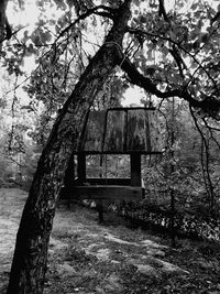 Trees growing in abandoned park