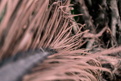 Close-up of dried plant