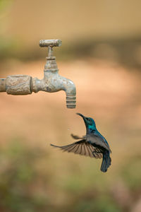 Close-up of bird flying by faucet outdoors