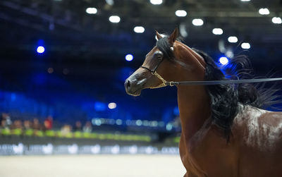 Close-up of horse in ranch