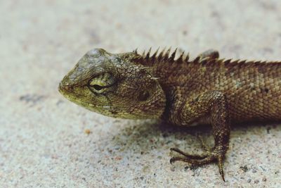 Close-up of lizard on rock