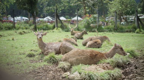 View of deer relaxing on field