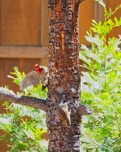 Close-up of a bird on tree trunk