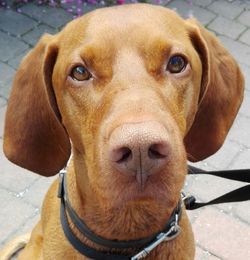 Close-up portrait of dog