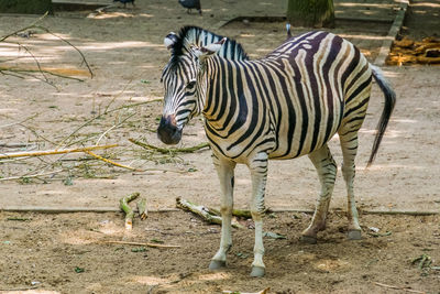 Zebra standing in a field