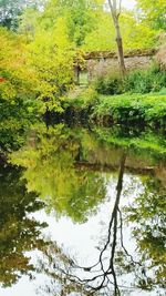 Reflection of trees in lake