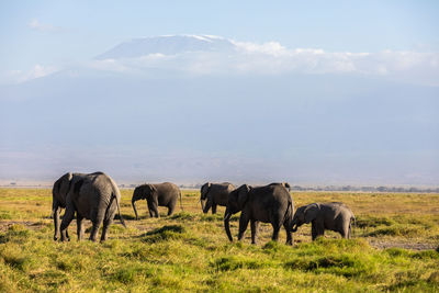 Elephants on field